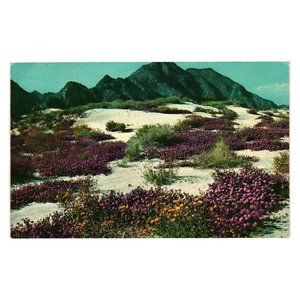 Vintage Postcard Desert Verbenas in Bloom Springtime Desert Floral Mountains